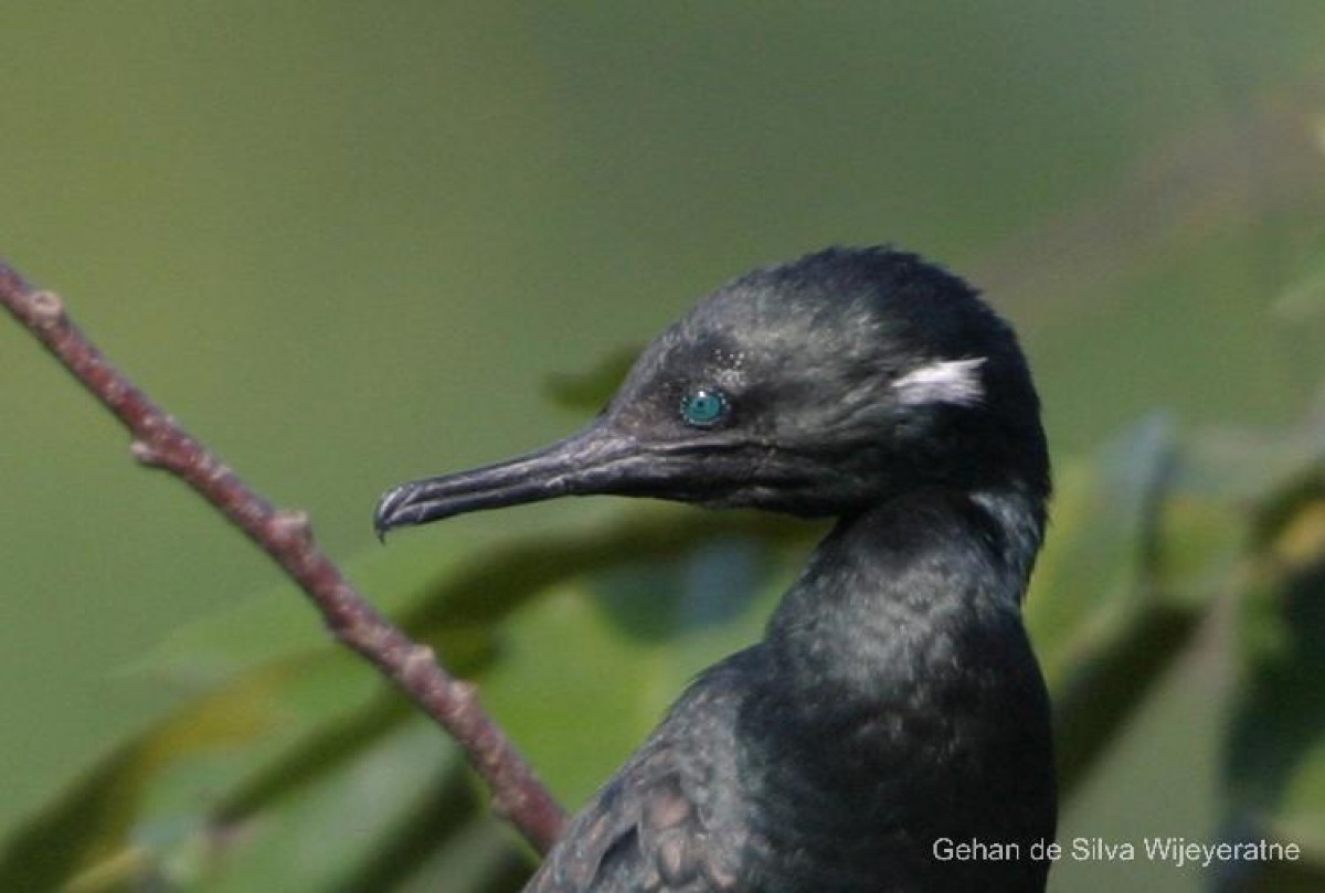 Phalacrocorax fuscicollis Stephens, 1826